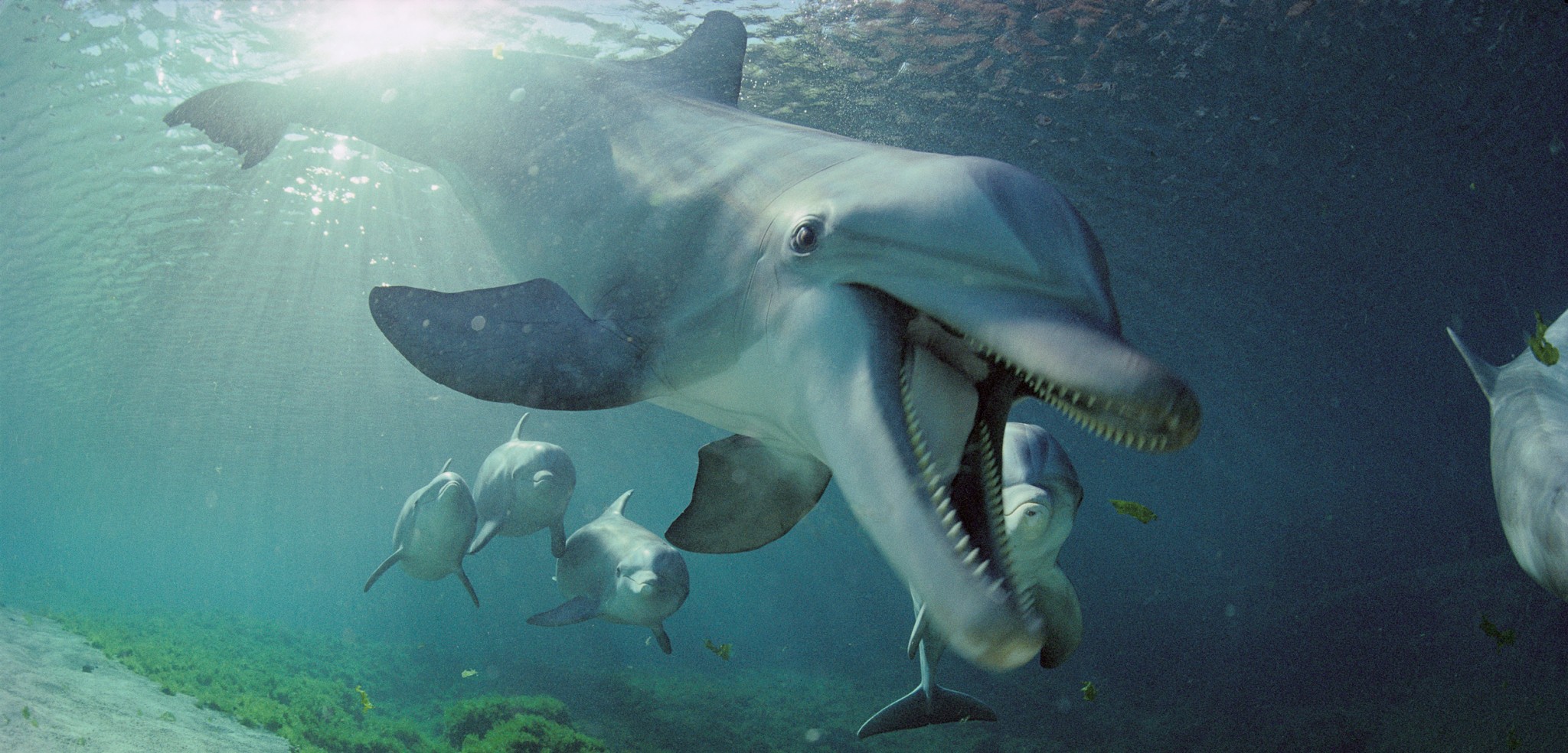 [ 🇬🇧 Traduction ] Des dauphins coupeurs de têtes