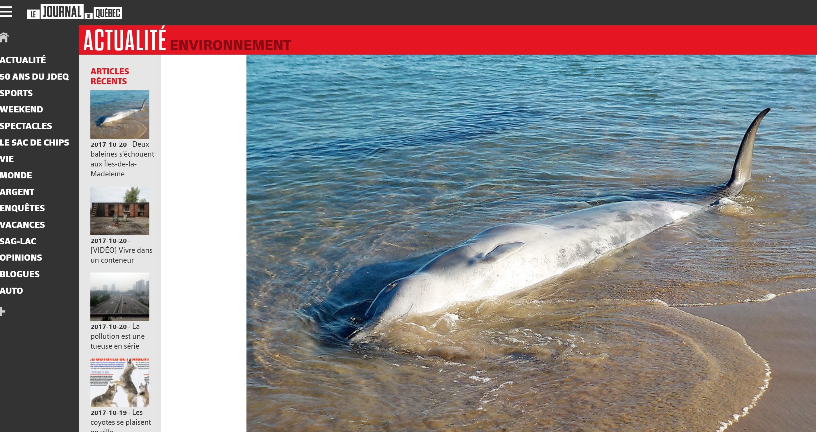 Québec : Deux baleines rares s’échouent aux Îles-de-la-Madeleine