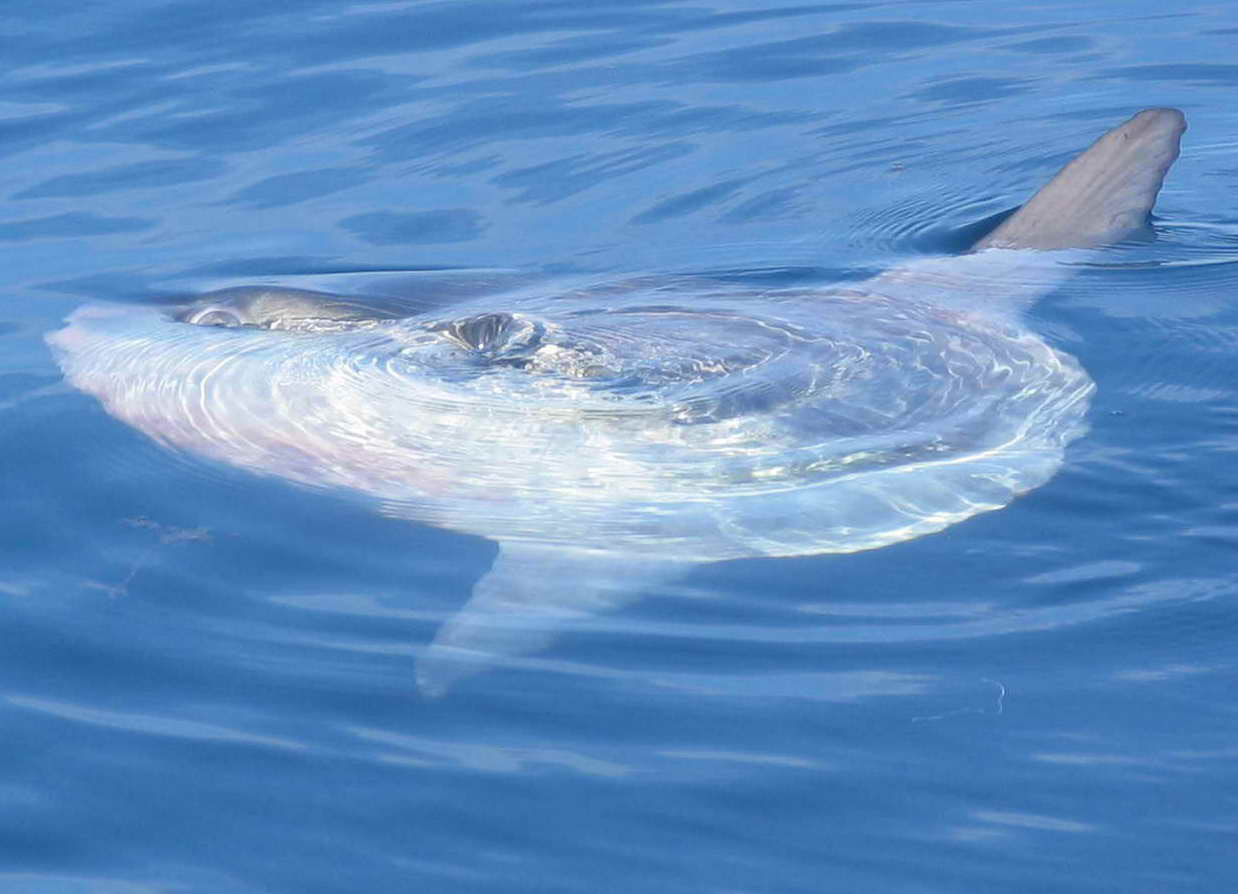 [ 🐠 Pour bien commencer la semaine : Savez-vous que le poisson lune est un poisson hors du commun ? ]