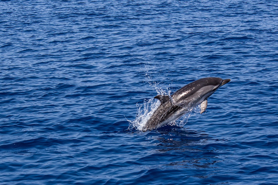 [ 🐬 Pour bien commencer la semaine : Savez-vous que les dauphins peuvent faire de très hauts sauts hors de l’eau ? ]