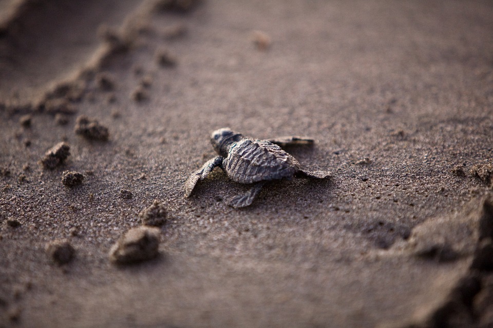 La police Mexicaine protège les tortues pondeuses