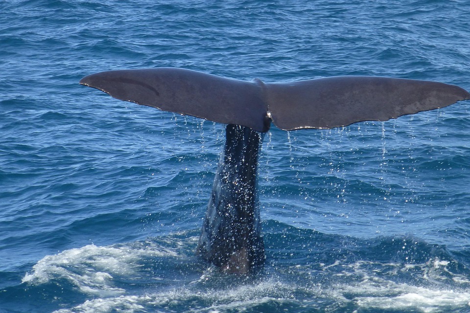 [ 📺 « Grandeur nature – Les géants des mers » ]