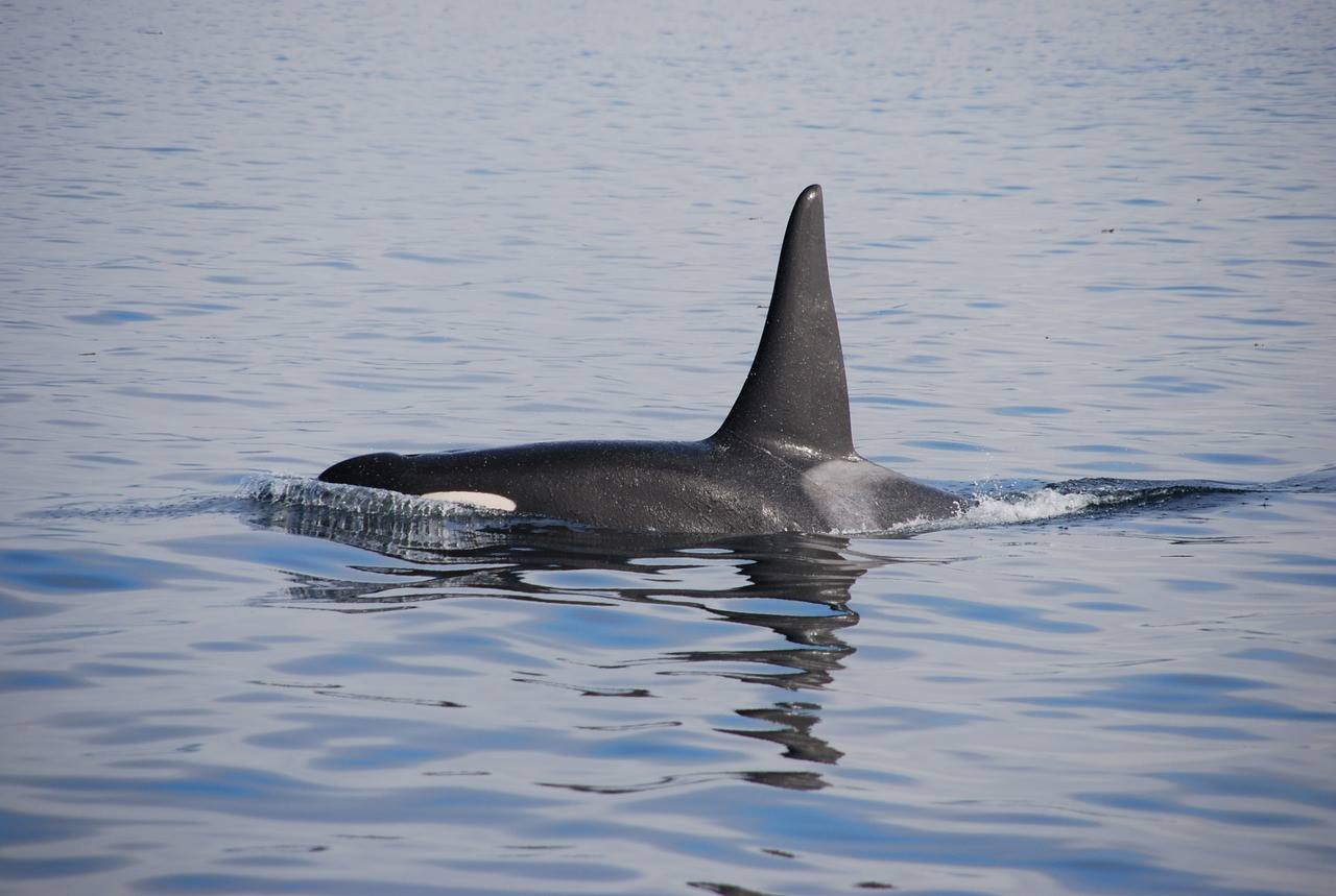 Les hommes ne sont pas les seuls à chasser les grands requins blancs…