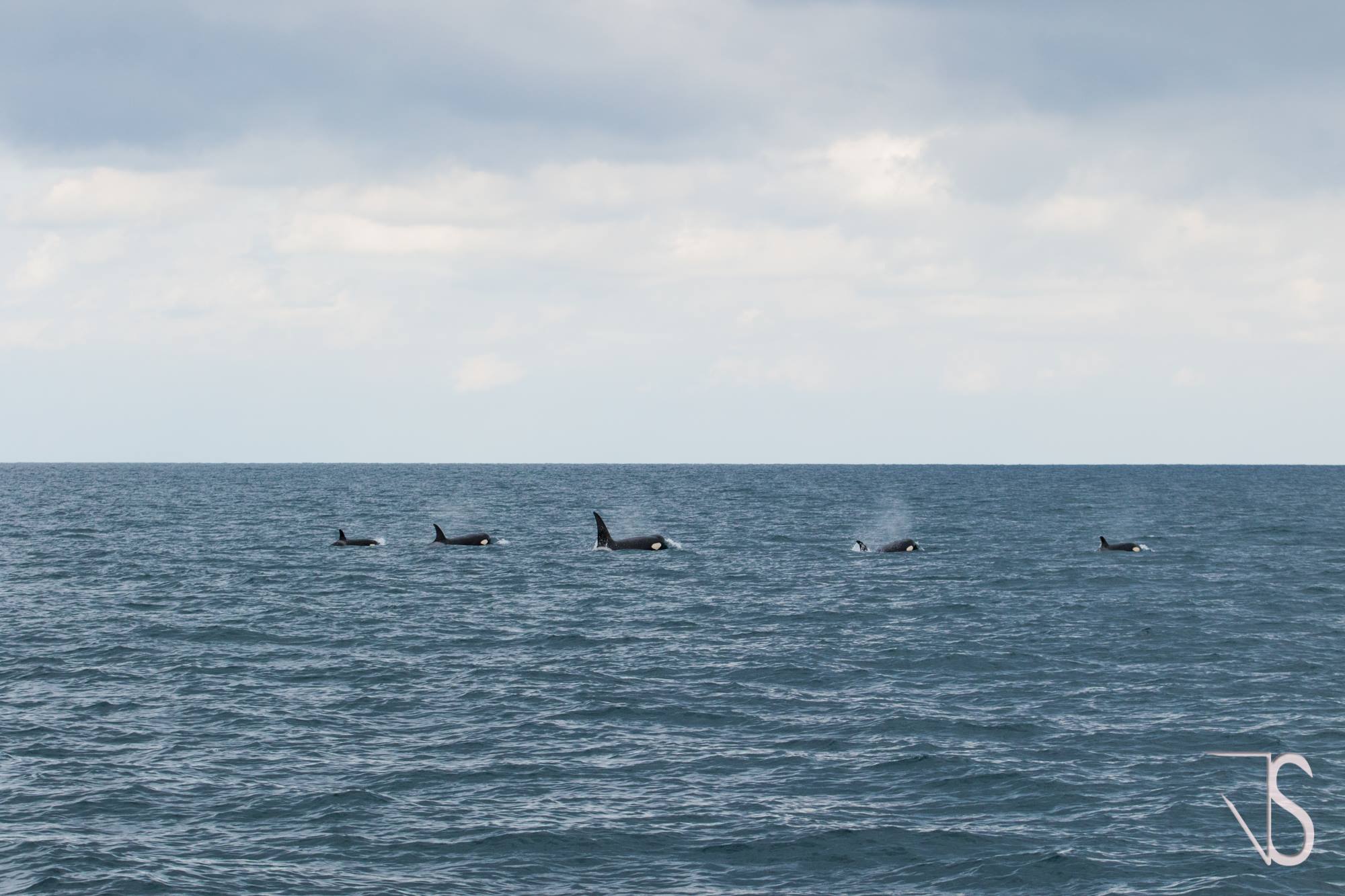 Coup de coeur de la semaine : Rencontre avec un groupe d’orques au large des côtes basques