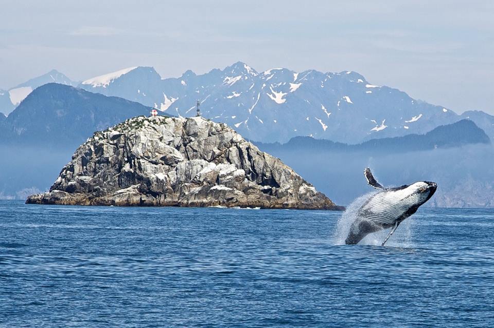 Consternation : la CITES échoue à interdire les importations de viande de baleine