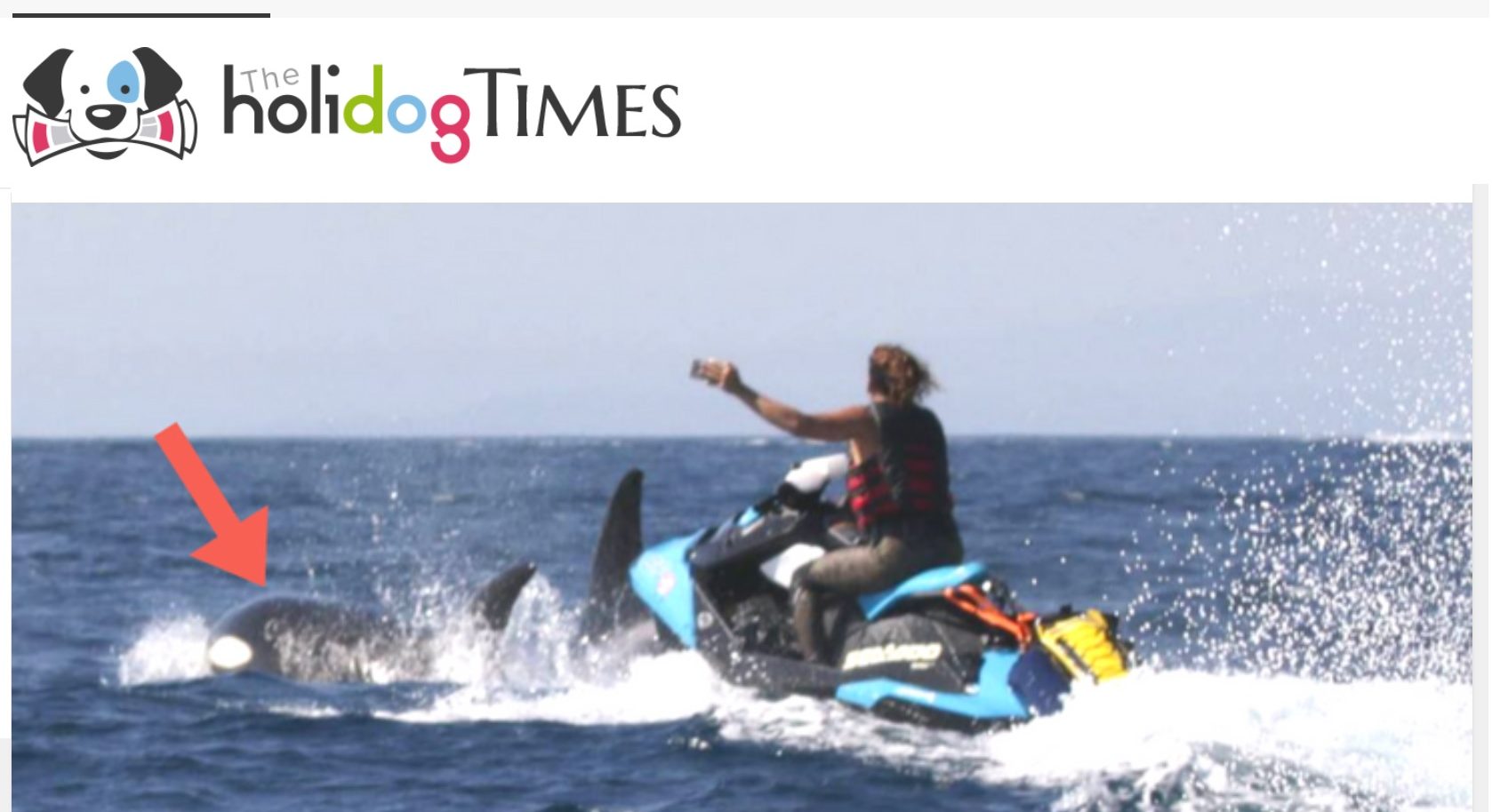 À jet-ski, ils harcèlent cette famille d’orques pour des selfies