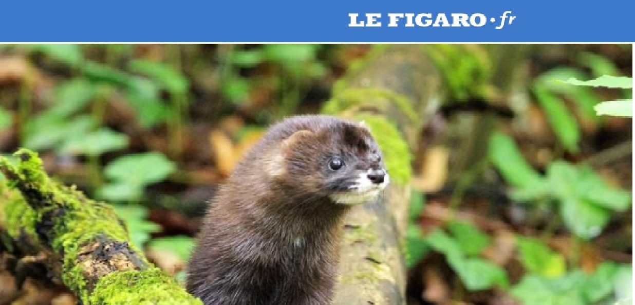 Les mammifères toujours plus menacés en France