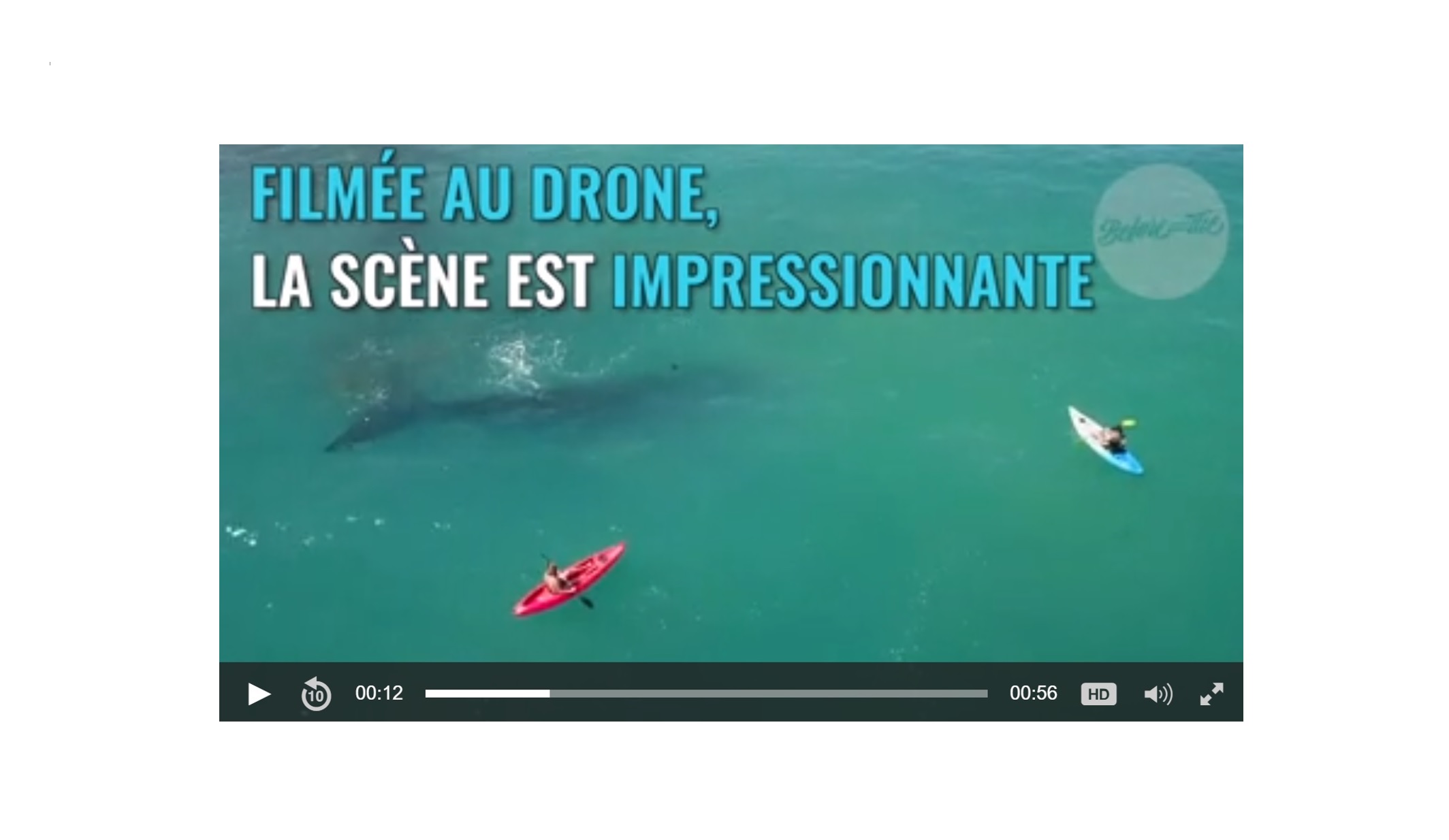En kayak, ils font la rencontre d’une baleine. Mais ils n’étaient pas au bout de leur surprise