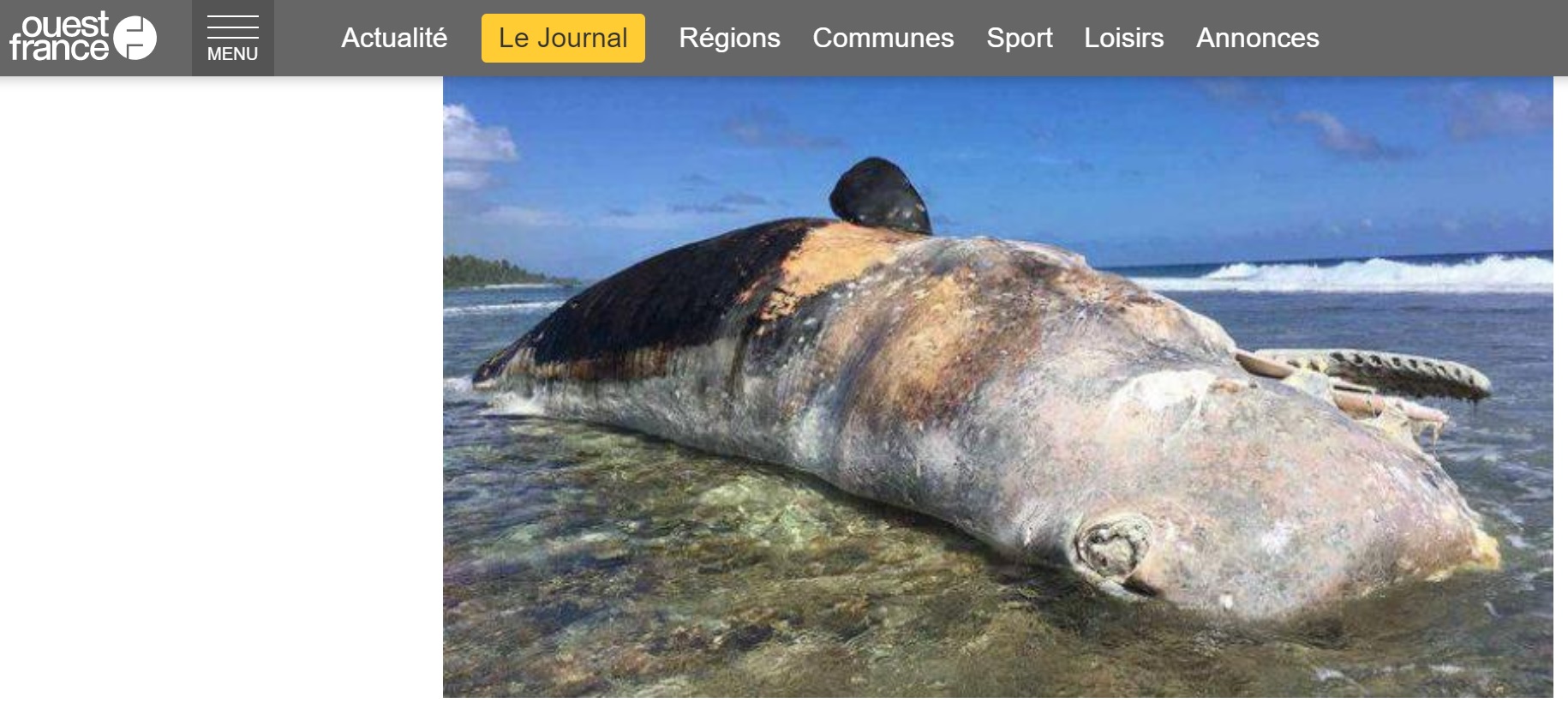 Polynésie : Un cachalot de 12 mètres et 20 tonnes s’échoue sur le récif