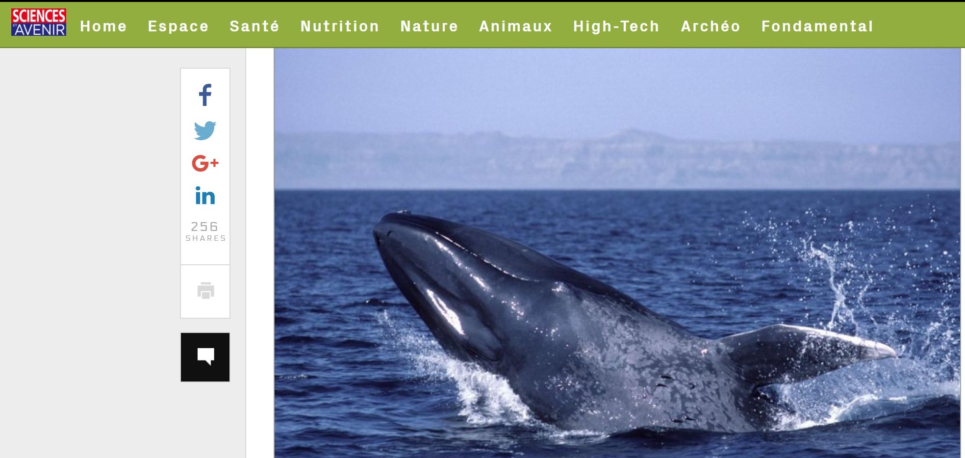 Les baleines bleues deviennent gauchères quand elles chassent en surface