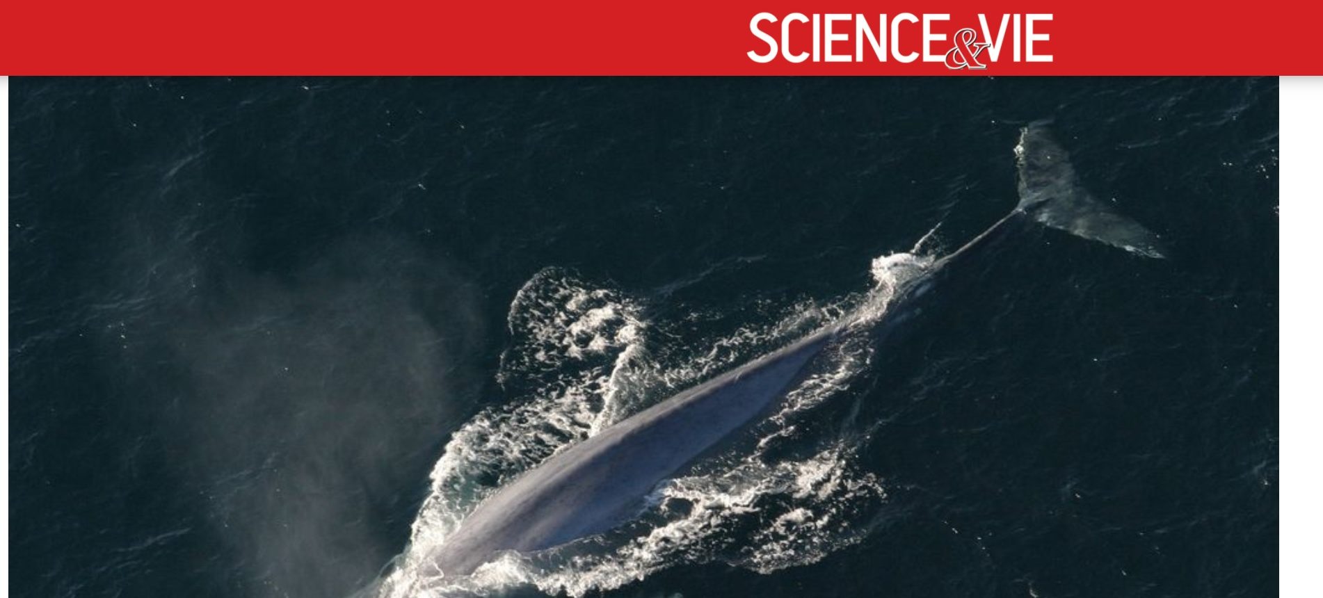 La baleine qui chante faux existe-t-elle vraiment ?