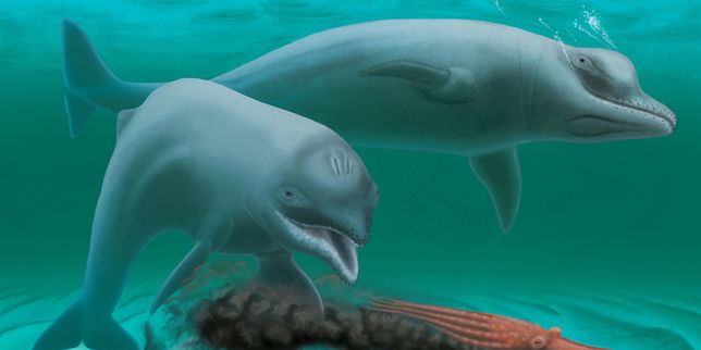 Un dauphin vieux de 30 millions d’années découvert aux Etats-Unis