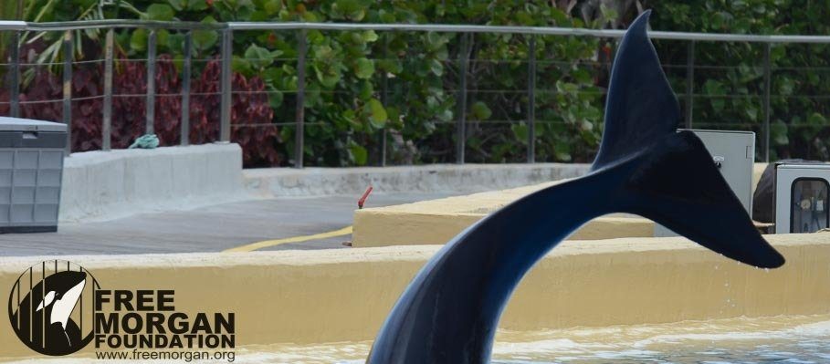 Espagne : Morgan, l’orque captive née sauvage, serait enceinte