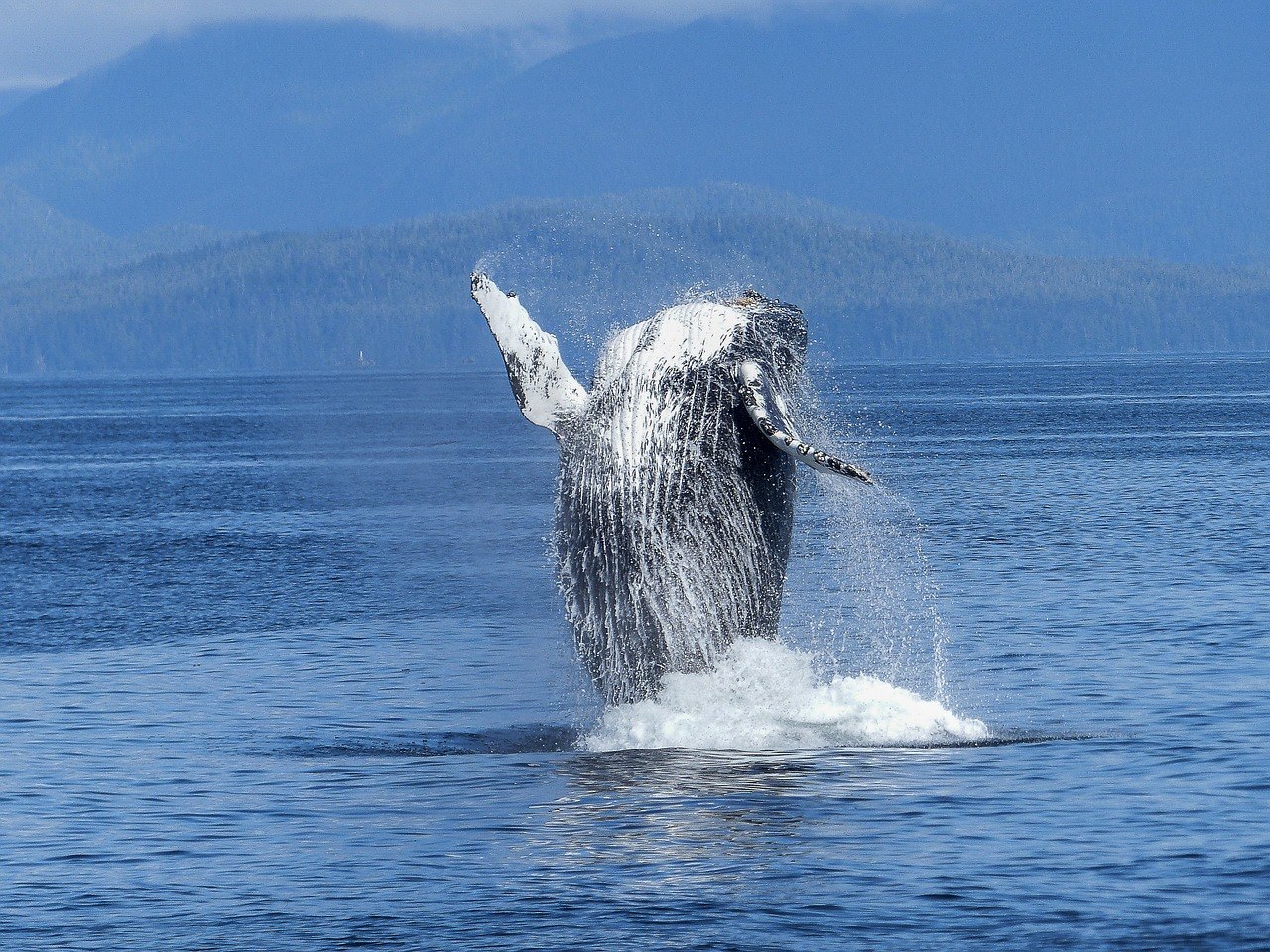 11 endroits extraordinaires où observer les baleines à travers le monde