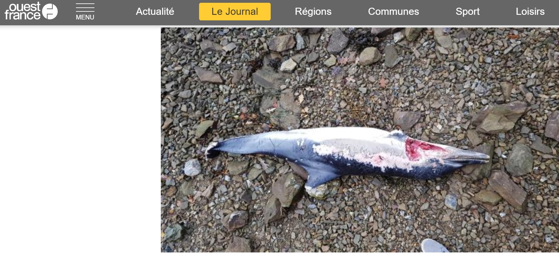 Saint-Malo. Un jeune dauphin échoué à Saint-Suliac