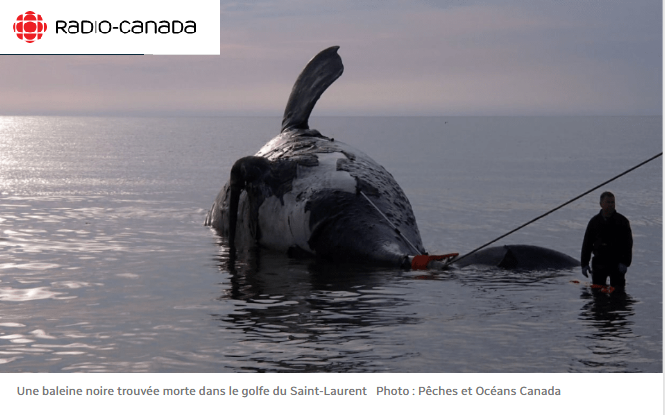 La mort de baleines noires est le sujet de l’année dans le monde animal