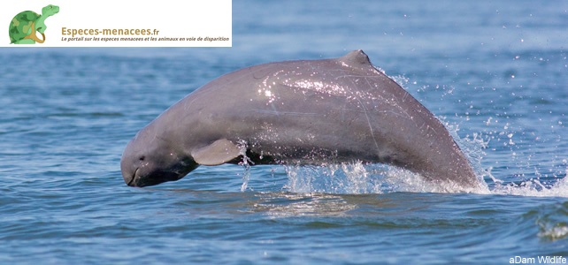 Le dauphin d’Irrawaddy et le marsouin aptère ont perdu la moitié de leurs effectifs