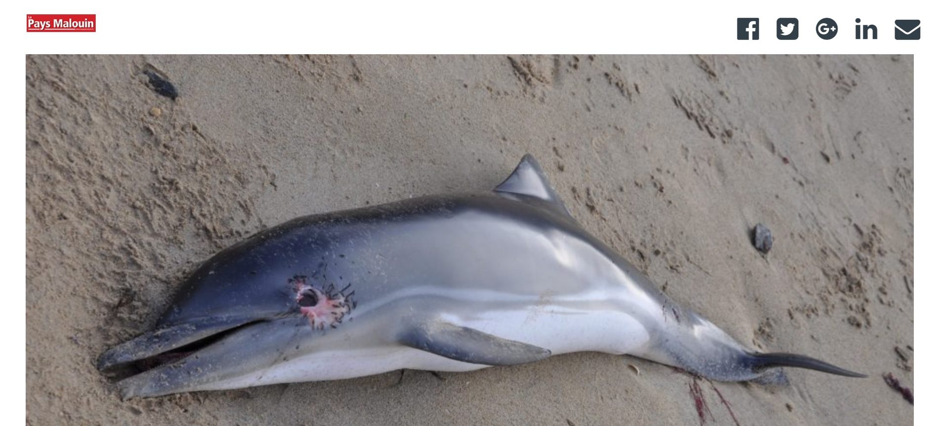 Un nouveau dauphin retrouvé échoué à Saint-Malo