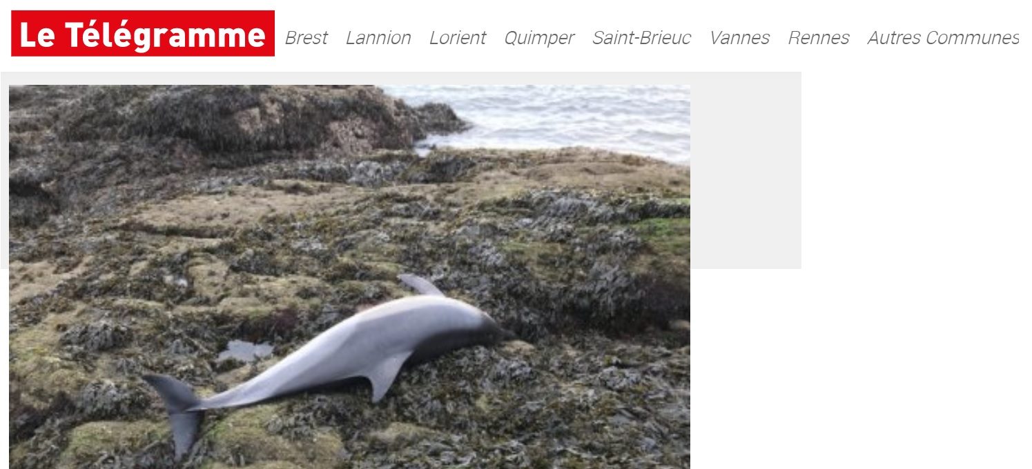 Concarneau : Le cadavre d’un dauphin retrouvé en contrebas de la Corniche