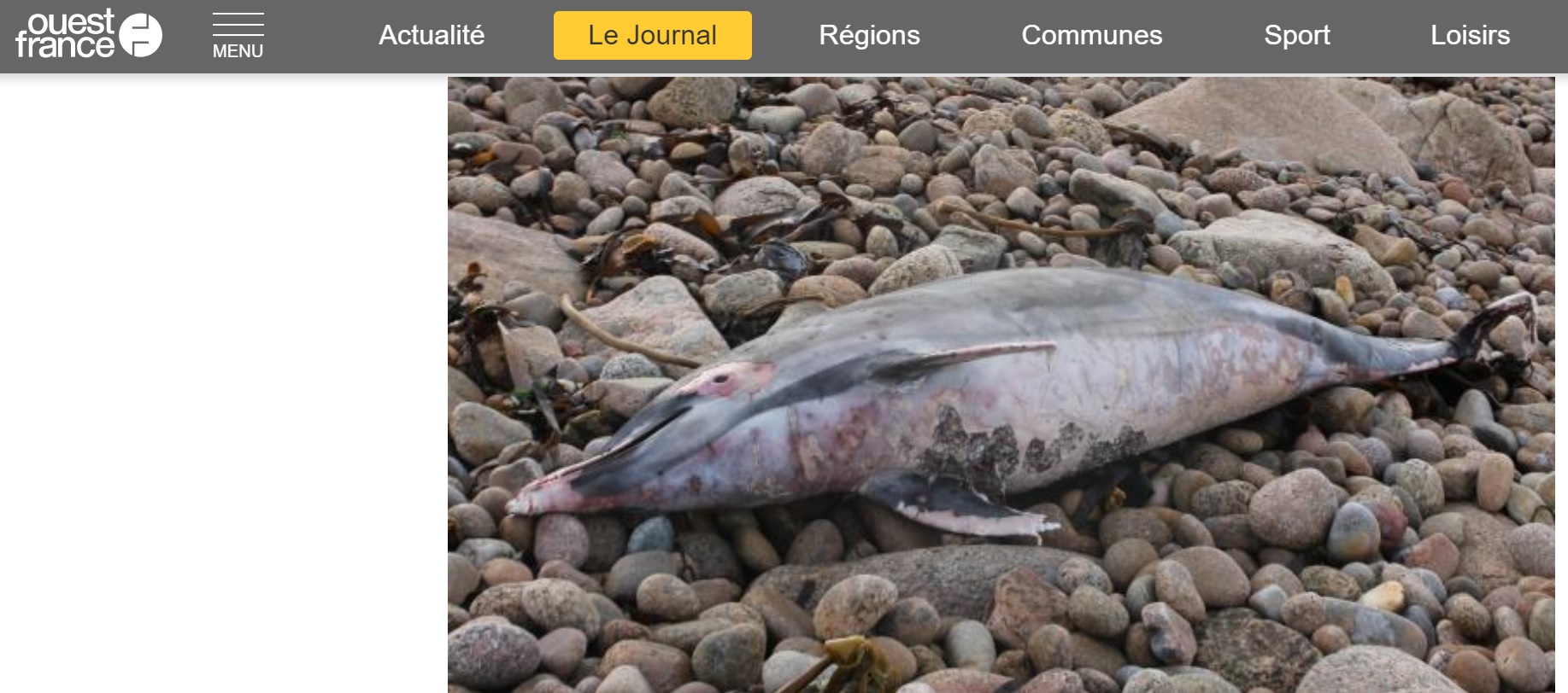 Manche : Deuxième dauphin mort échoué à Fermanville en 15 jours