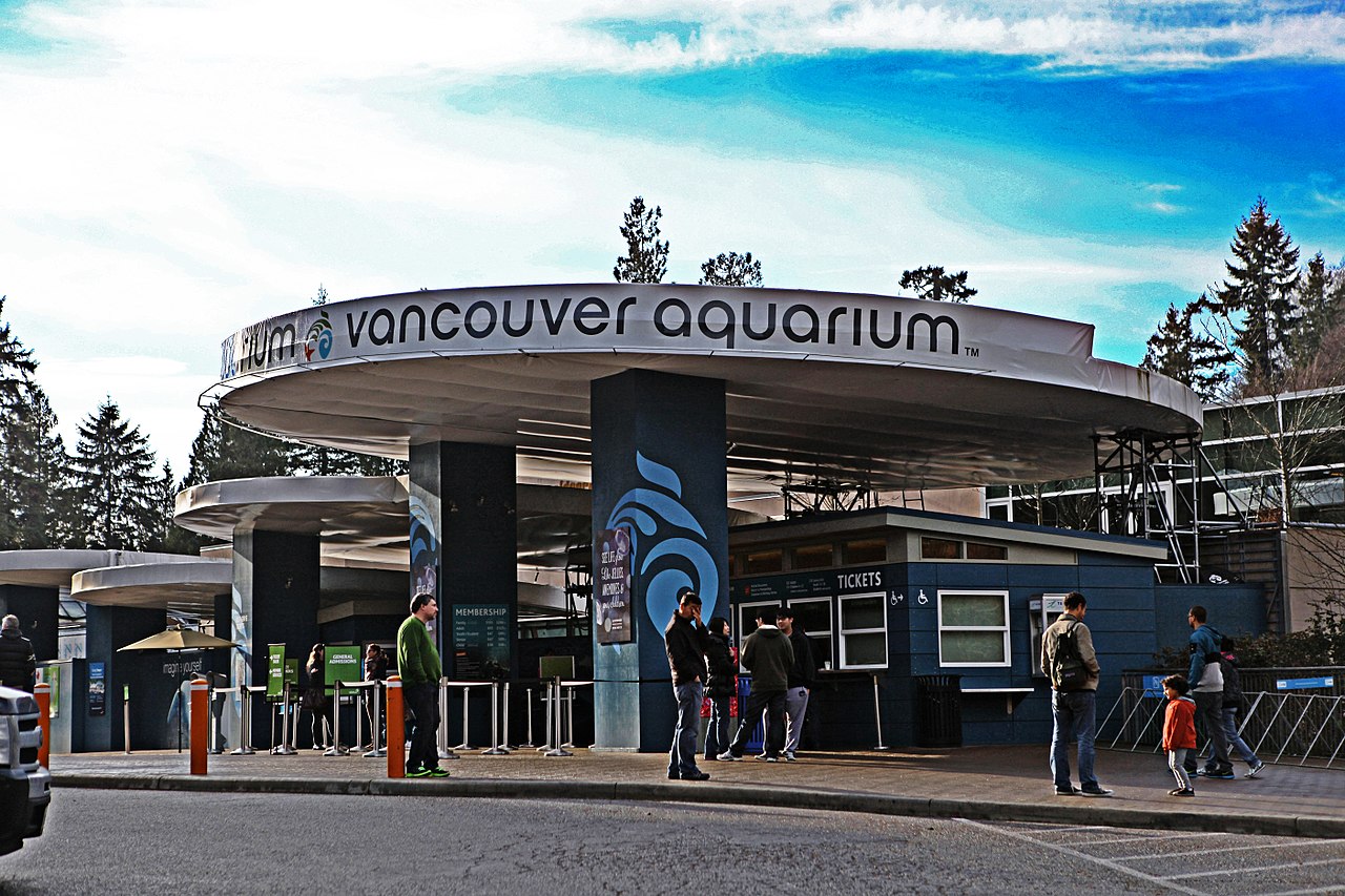 L’Aquarium de Vancouver abandonne son programme d’orques et de dauphins en captivité