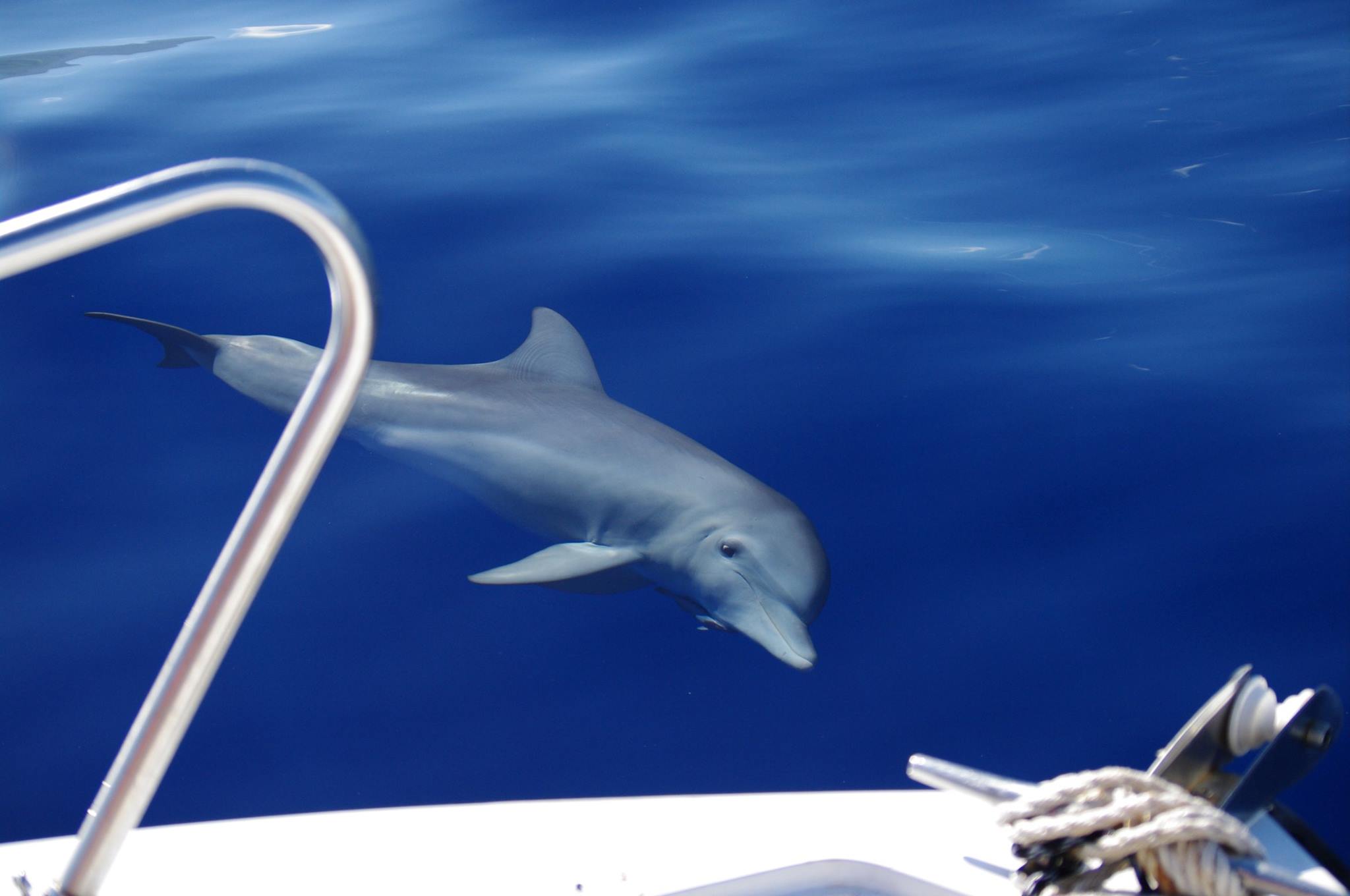 Plus d’offre active chez Hotelplan Suisse pour les delphinariums