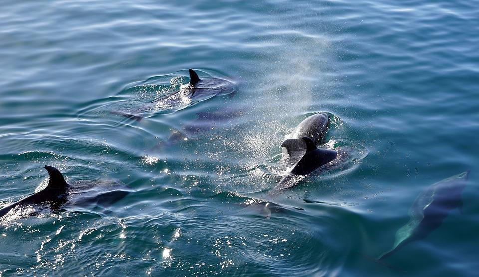 Grands dauphins et pollution, le point à la Maison du littoral de Tourlaville
