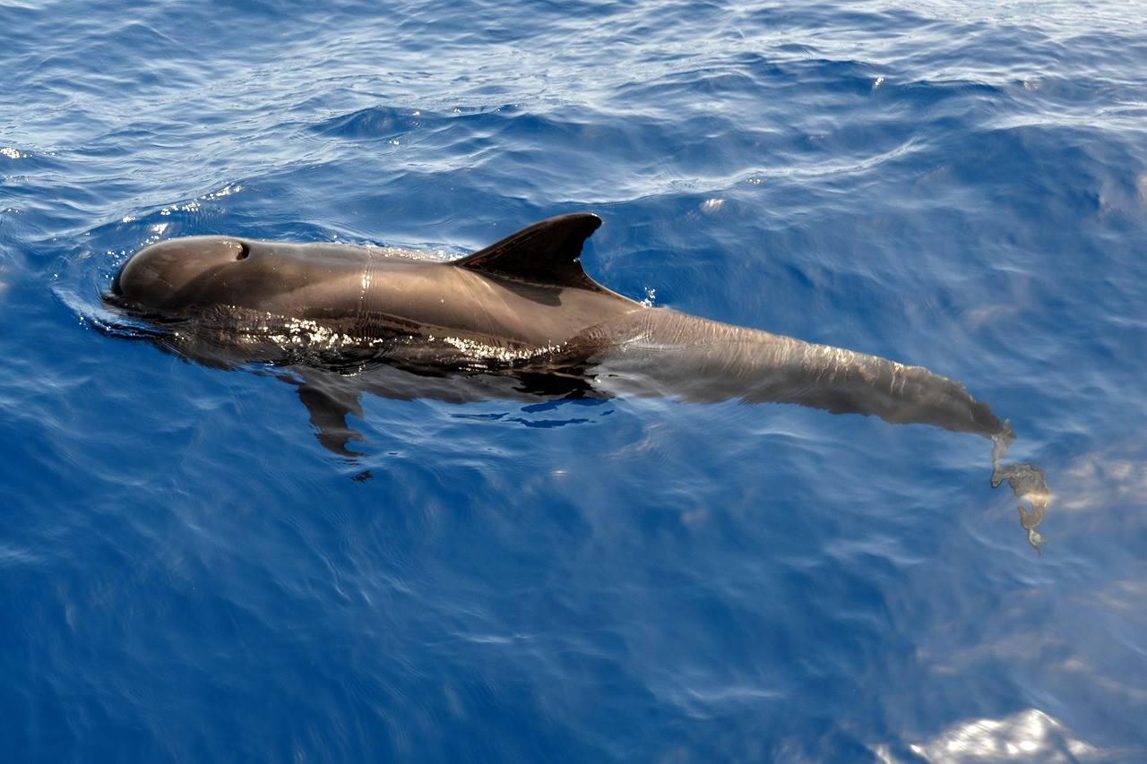 Sauvetage d’un dauphin en Nouvelle-Écosse