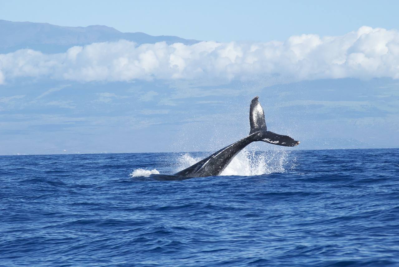 Une nouvelle baleine retrouvée échouée sur le littoral Girondin