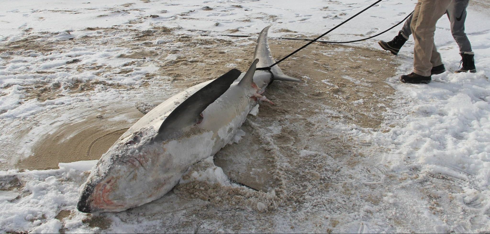 Des requins retrouvés congelés par la vague de froid en Amérique du Nord