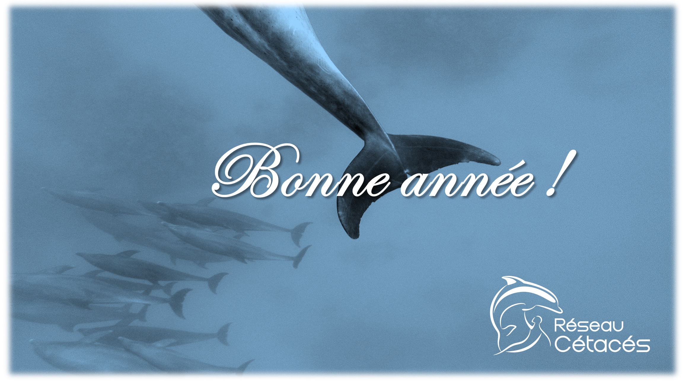 Toute l’équipe de Réseau-Cétacés vous souhaite une très bonne année 2018 !