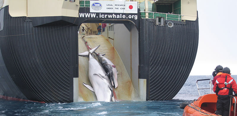 Le Japon décide de poursuivre la chasse à la baleine