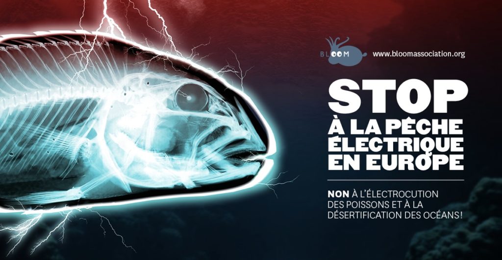 Victoire ! Le Parlement Européen se prononce pour une interdiction définitive de la pêche électrique