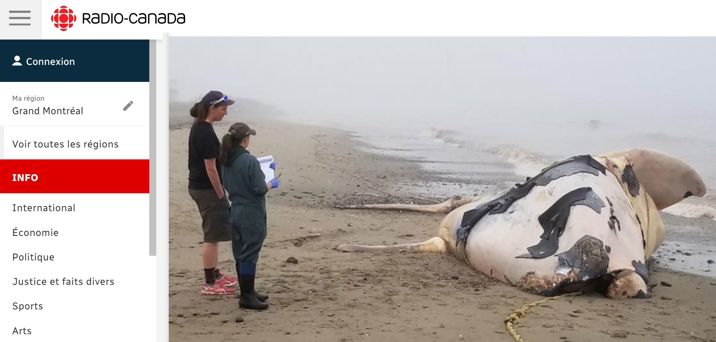 Canada : De l’équipement de pêche responsable de la mort de la 7e baleine autopsiée