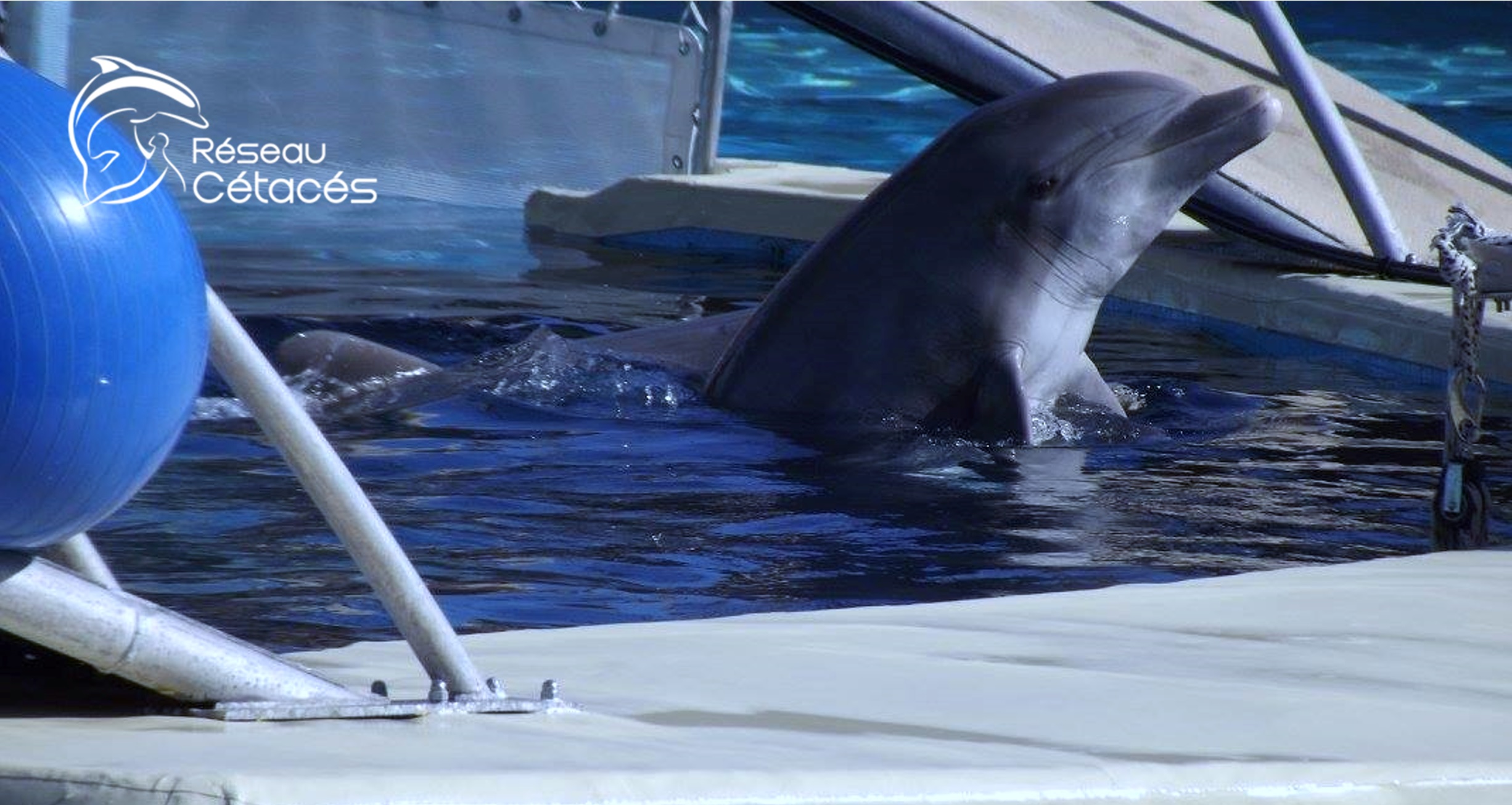 29 janvier 2018 : le Conseil d’Etat annule l’arrêté sur les delphinariums