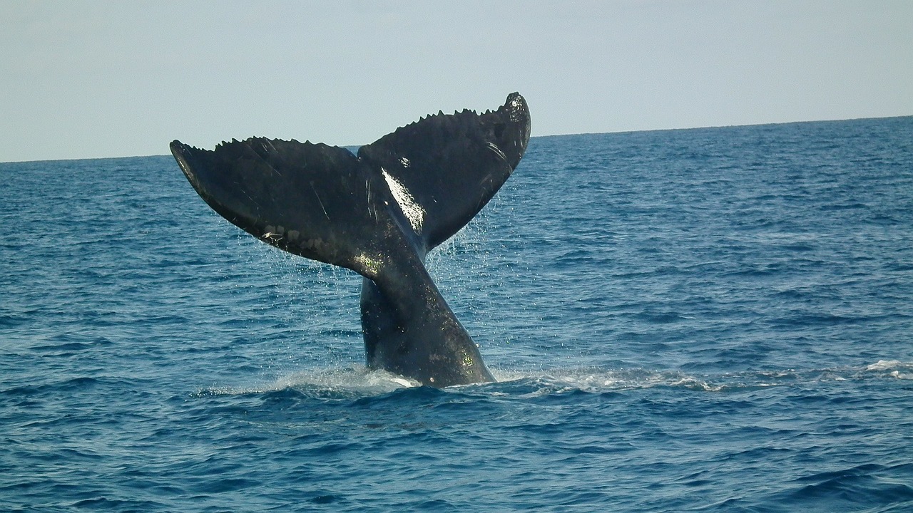 De nouvelles mesures pour protéger les baleines noires