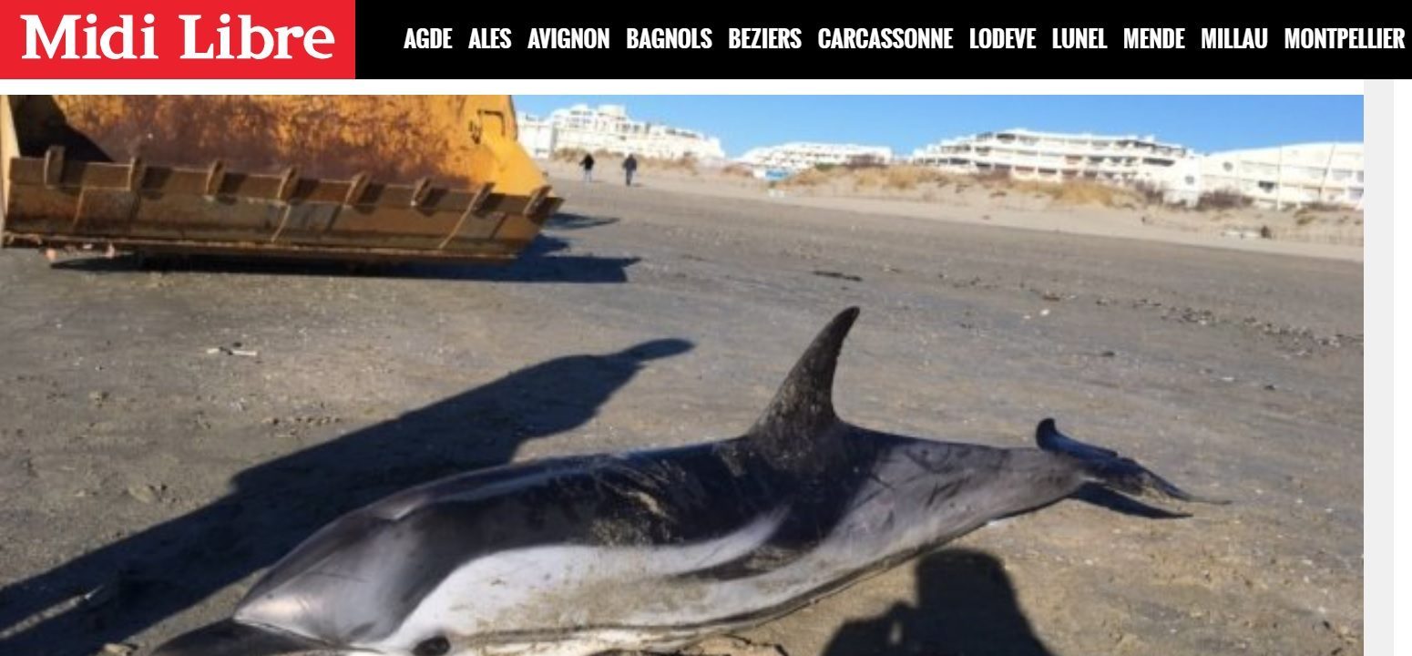 Hérault : un dauphin échoué sur la plage de La Grande-Motte