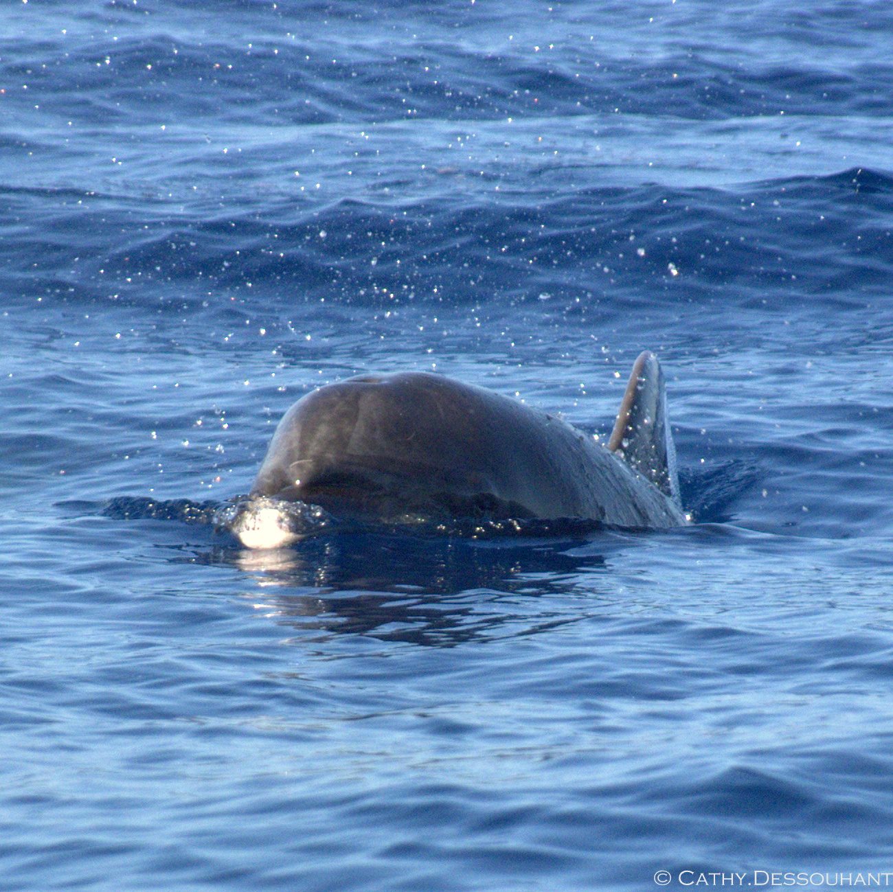 Les plaisanciers filment le dauphin nager vers eux – mais quand il se rapproche et ouvre sa bouche, c’est extraordinaire !