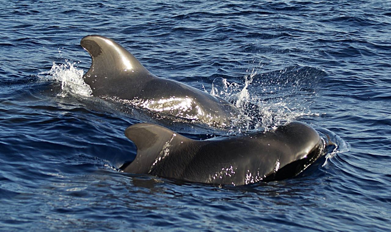 26 baleines-pilotes s’échouent sur l’archipel de Cap Vert