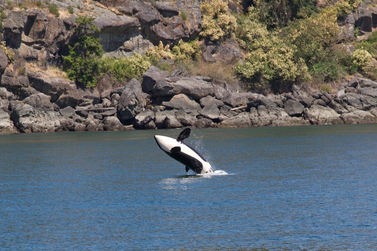 Le gouvernement du Canada octroie de nouveaux fonds dans le cadre du Plan de protection des océans pour protéger les baleines