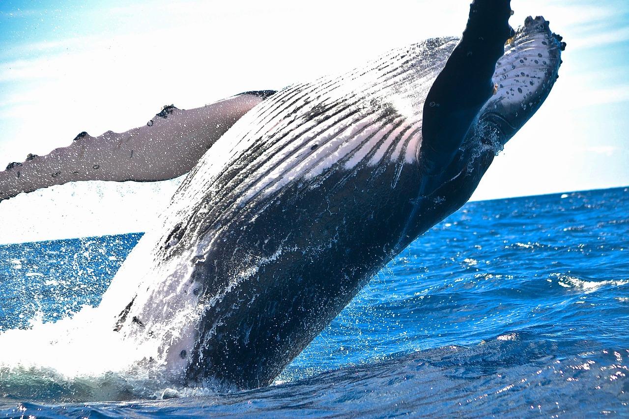 Guadeloupe : Les baleines sont là !