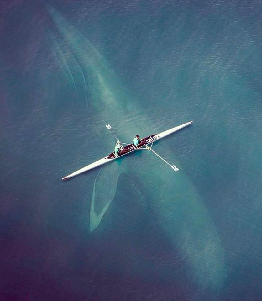 [ 🐳 Pour bien commencer la semaine : Savez-vous quelles baleines à fanon on peut observer en France ? ]
