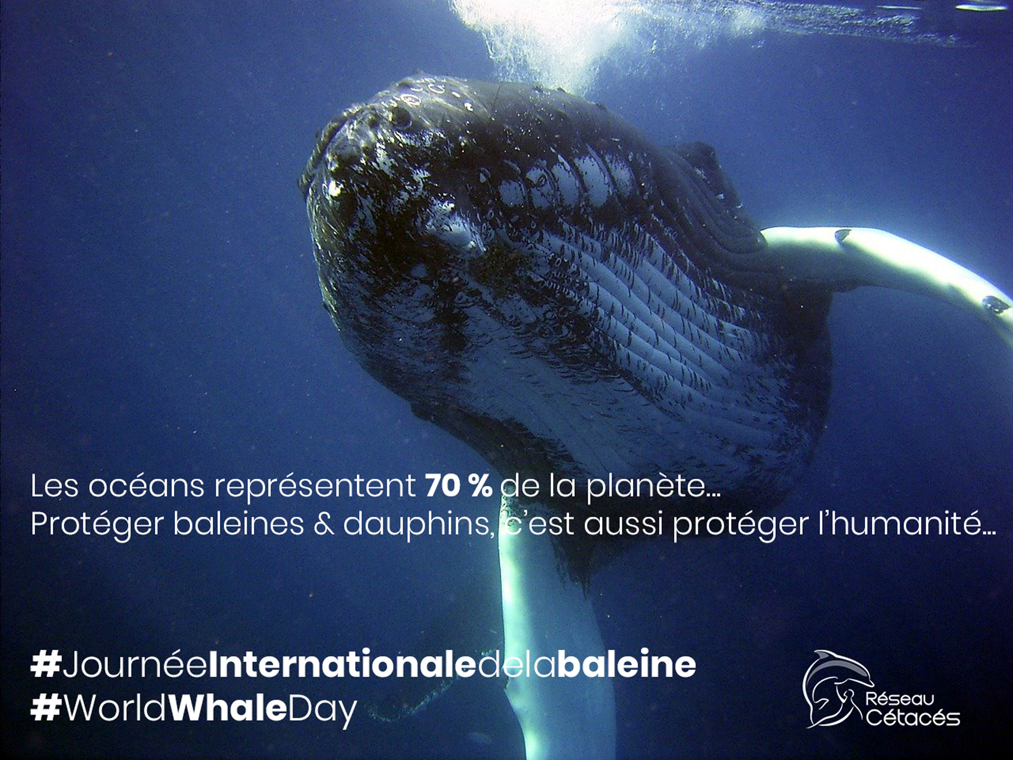 Résultat de recherche d'images pour "journée internationale de la baleine"