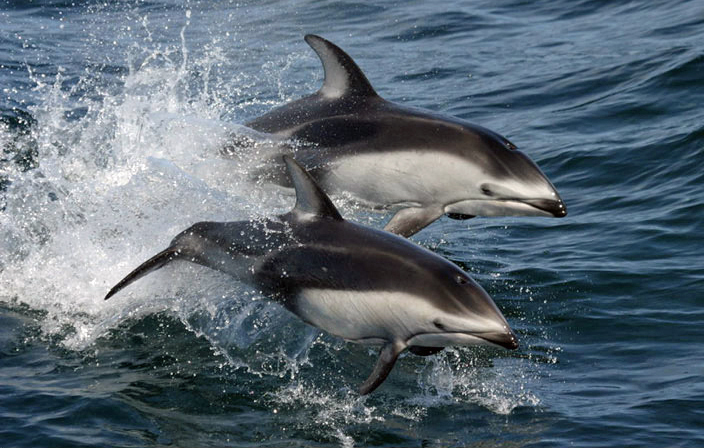 Canada : Un tribunal abolit l’interdiction des cétacés à l’Aquarium de Vancouver