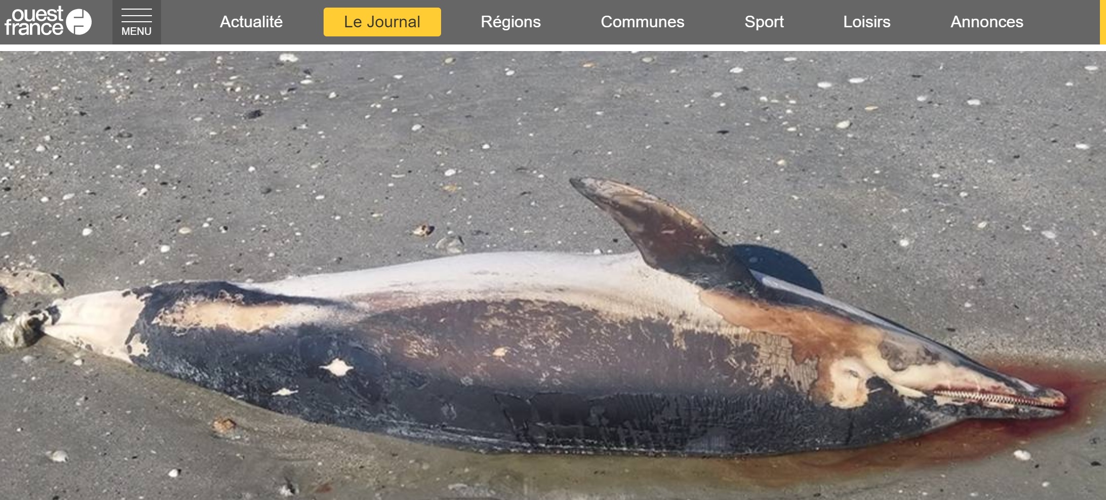 Cherrueix : Un dauphin mort à la cale de La Larronnière