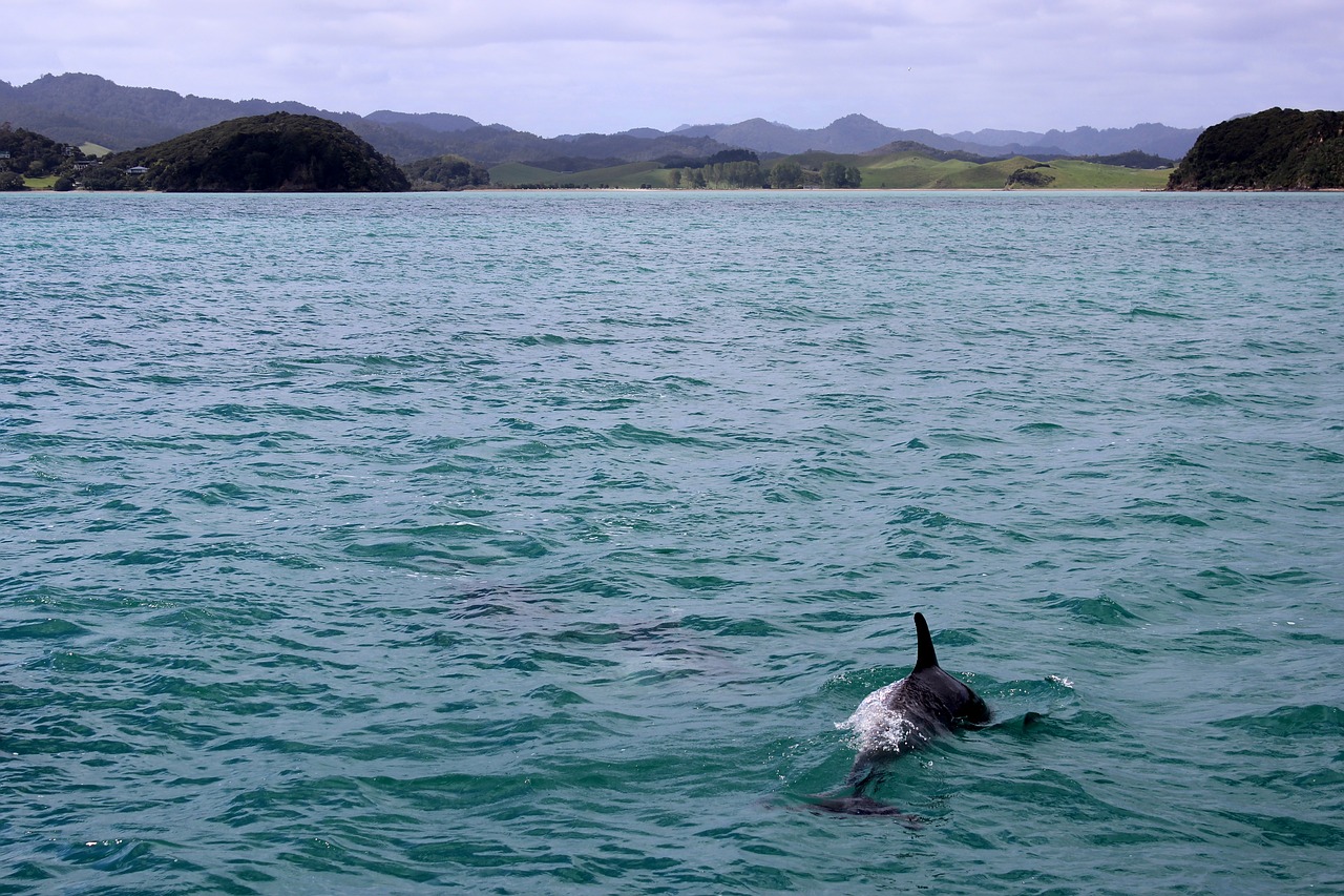 Dauphins : Un phénomène d’échouages massifs inexpliqué