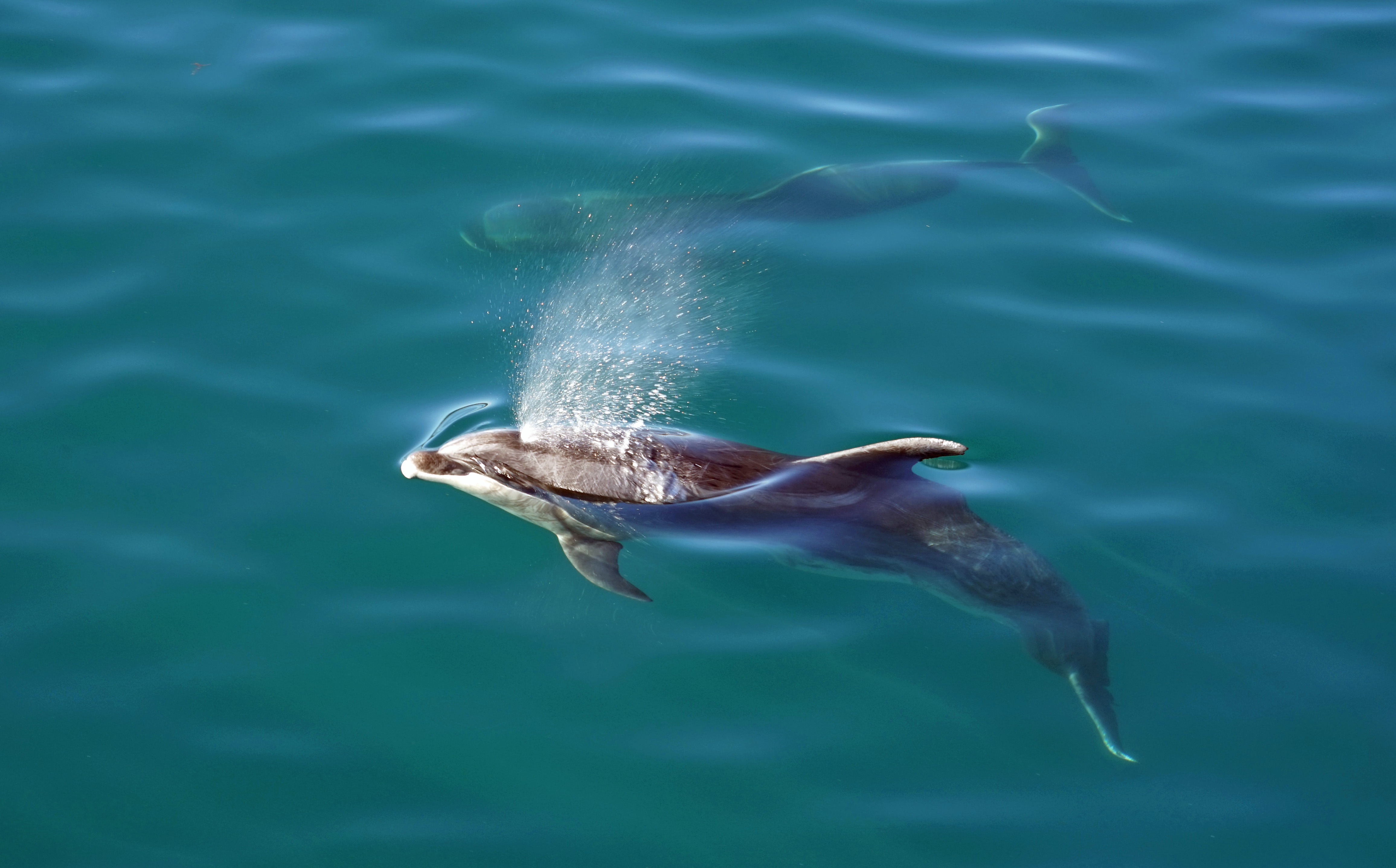Deux dauphins communs échoués à Perros-Guirec et Trégastel