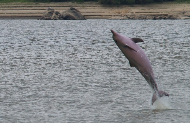 Offre d’emploi : L’association GEPOG recherche un(e) stagiaire pour participer au suivi scientifique du Dauphin de Guyane