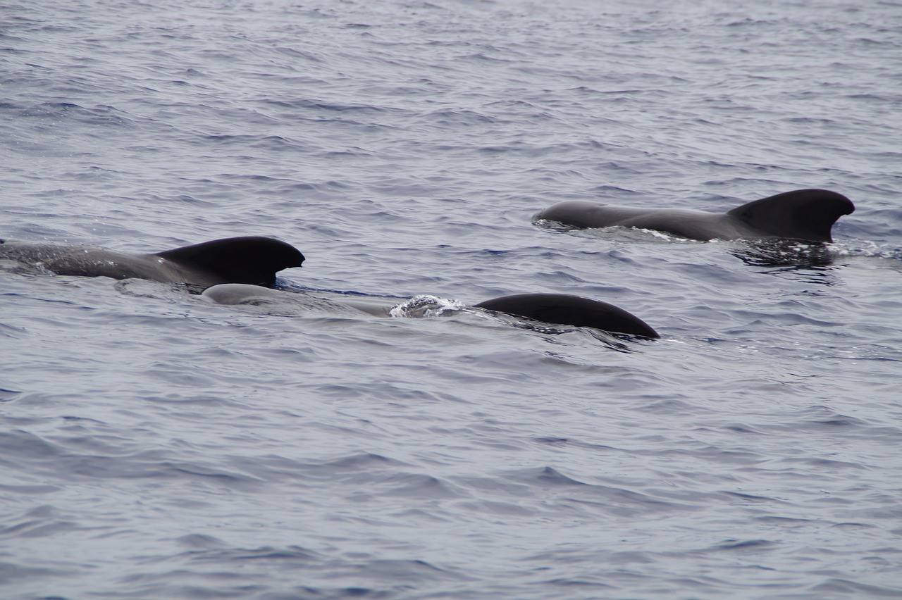 135 dauphins-pilotes meurent échoués sur une plage en Australie