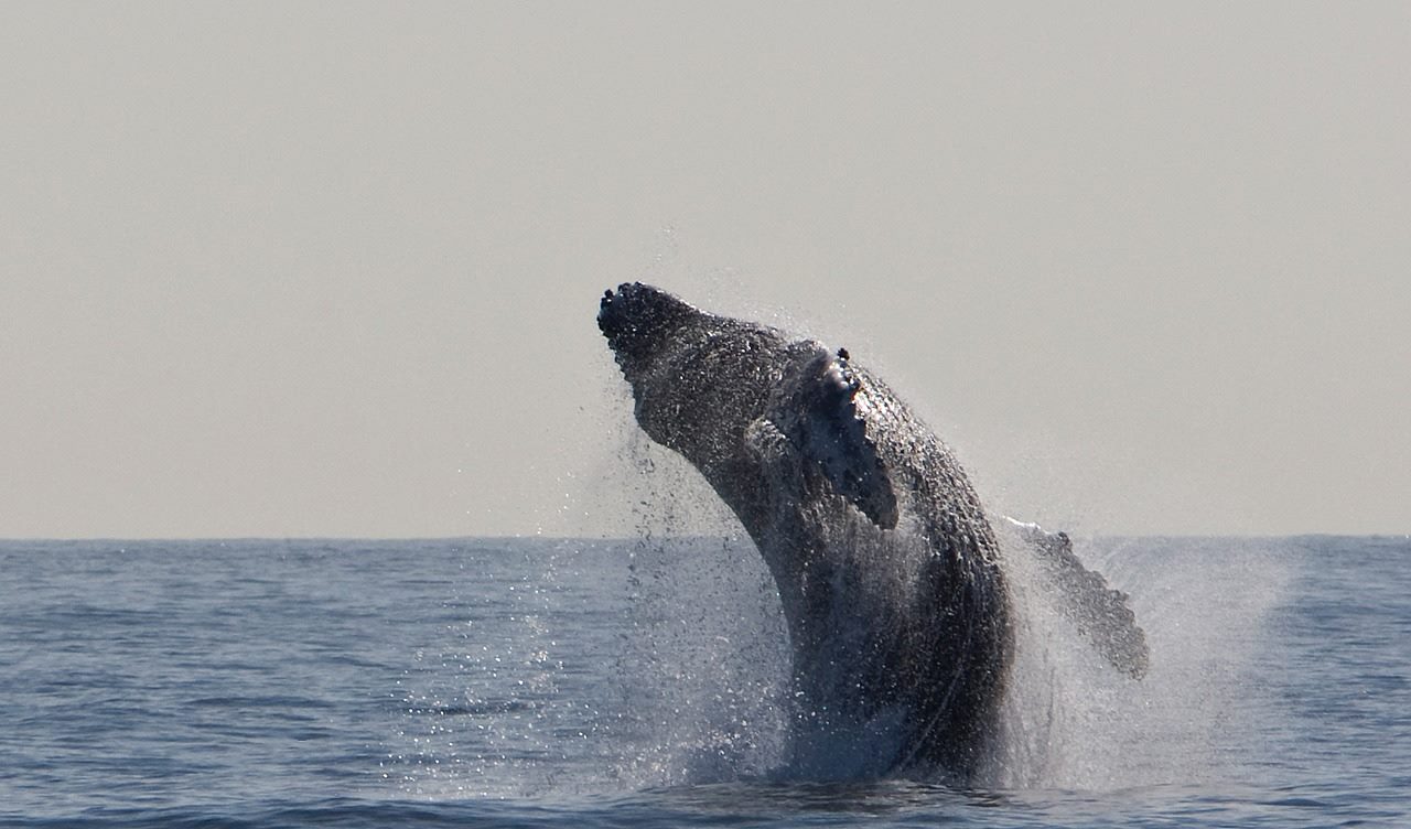 Un enregistrement de drone capte le chant des baleines à bosse au large de la côte canadienne
